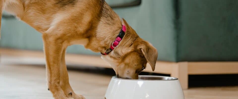 Köpeklerde Beslenme Hataları: Farkında Olmadan Yapılan Yanlışlar ve Doğru Mama Seçimi