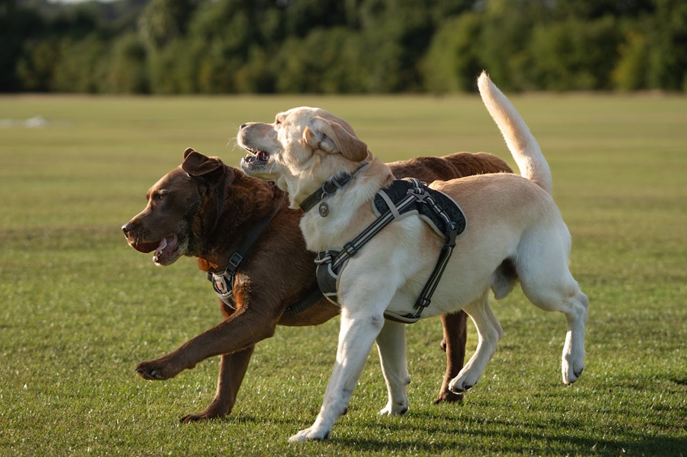 Köpeklerde Davranış Dili