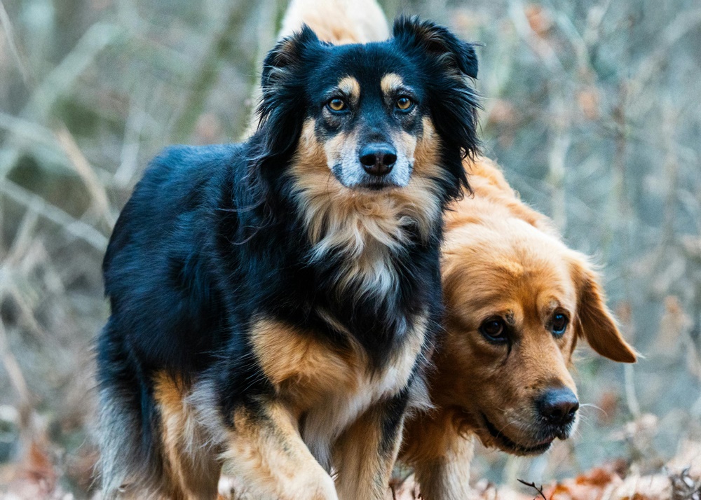 Köpeklerde Davranış Dilini Öğrenme