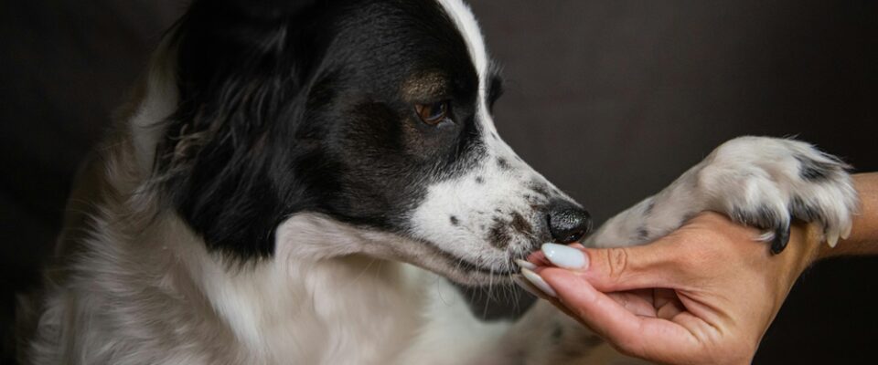Köpeklerde Davranış Problemleri ve Doğru Eğitim
