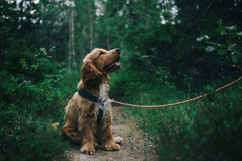 Köpeklerde Düzenli Egzersiz ile Bağışıklık Sistemi