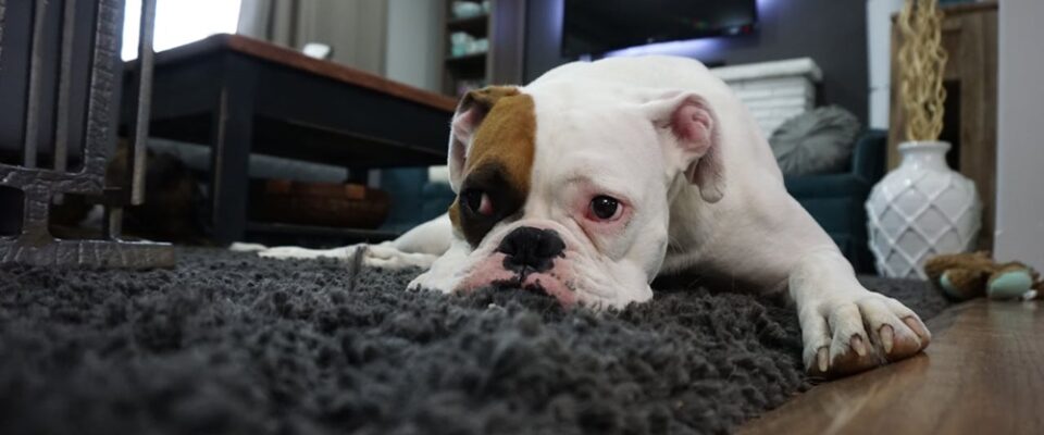 Köpeklerde Eklem Sağlığı: Yaşa Göre Beslenme, Takviyeler ve Günlük Bakım İpuçları