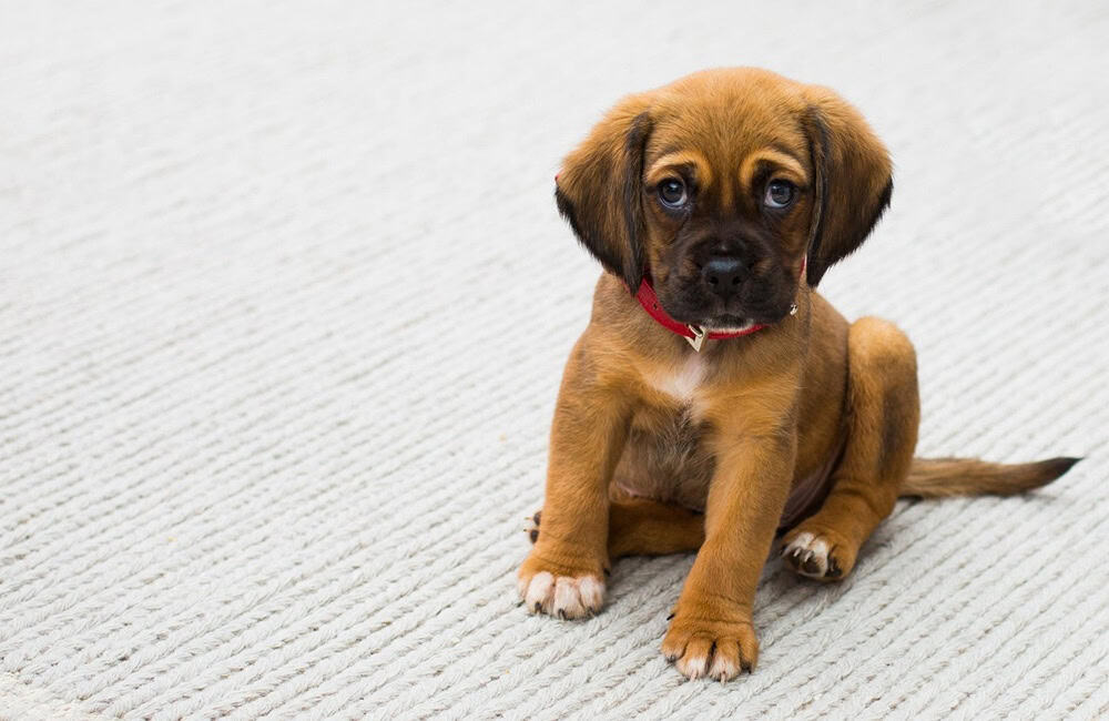 Köpeklerde İlk Sosyalleşme Süreci