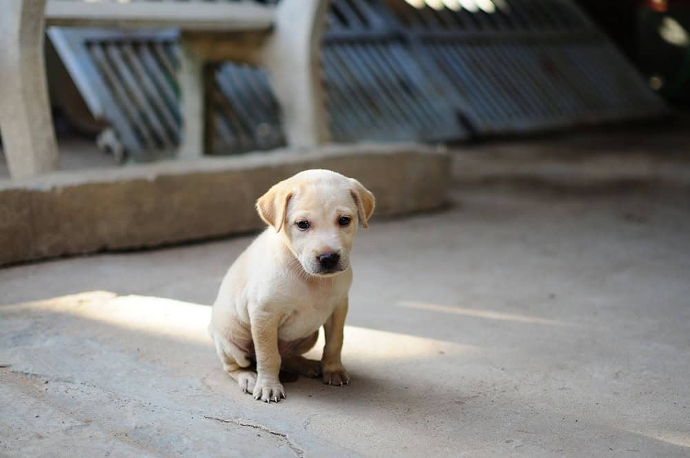 Köpeklerde İlk Temas Eğitimi