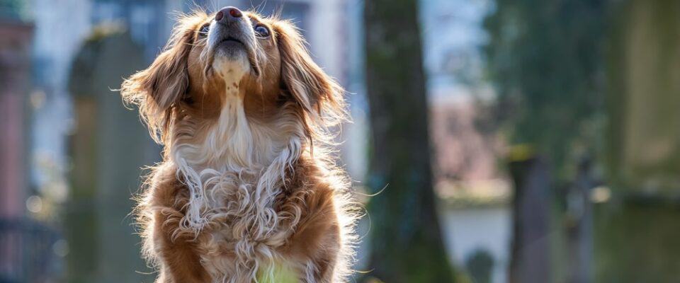 Köpeklerde Sosyalleşme Dönemi: 8–16 Haftalık Süreci Doğru Yönetmek
