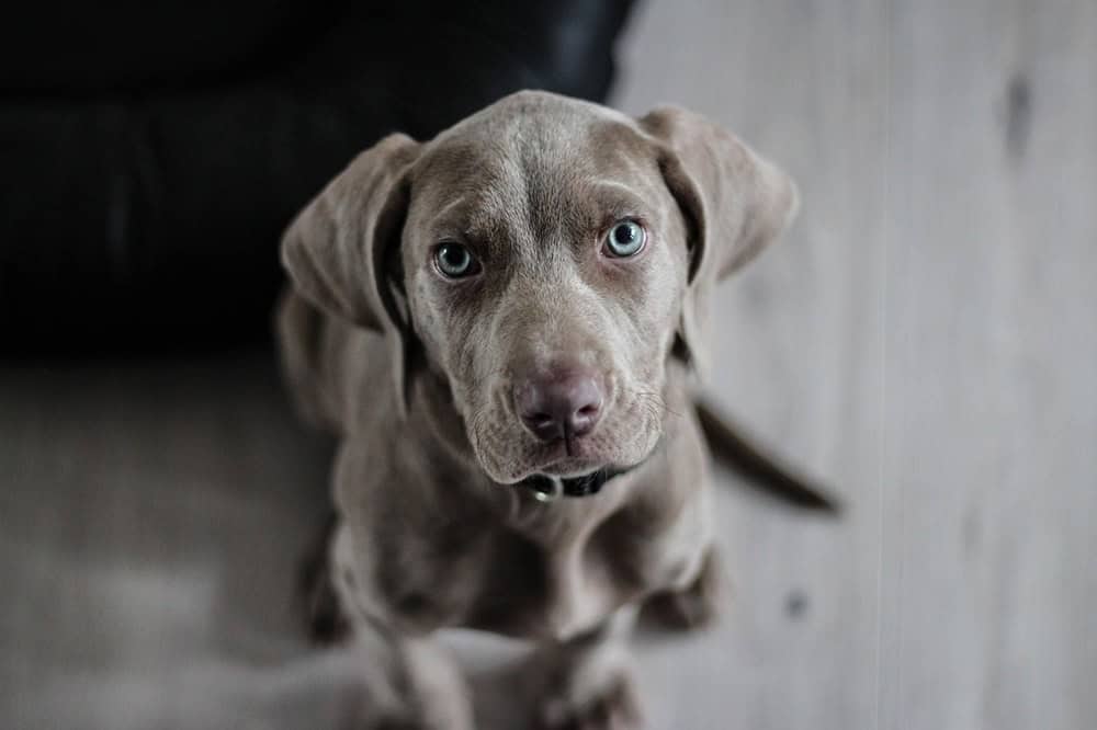 Köpeklerde Yalnızlık Kaygısı