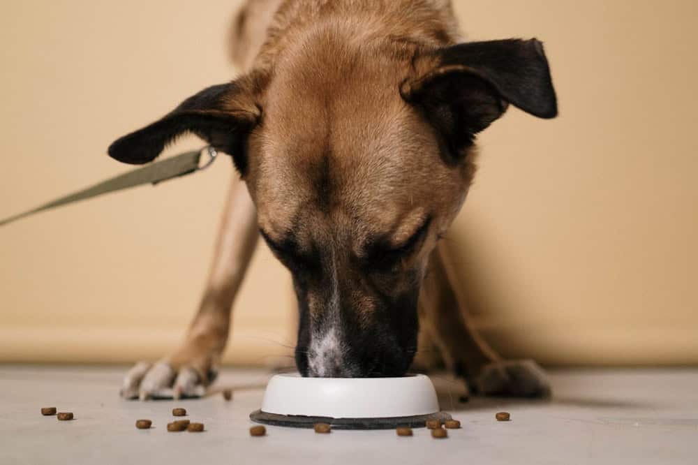 Köpeklerde Yanlış Beslenme Belirtileri
