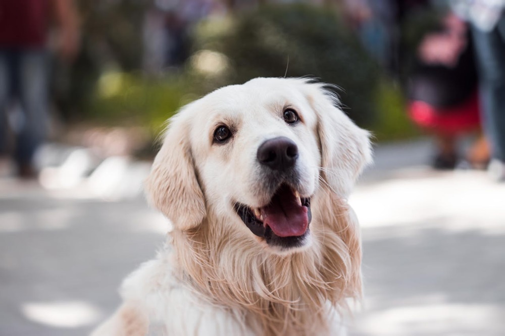 Mevsim Geçişlerinde Köpeklerde Bağışıklık Sisemi