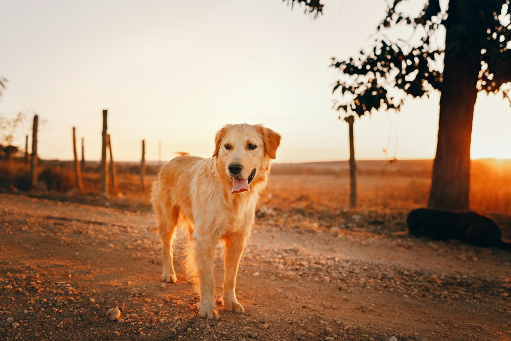Yaşlı Köpeklerde Eklem Sağlığı