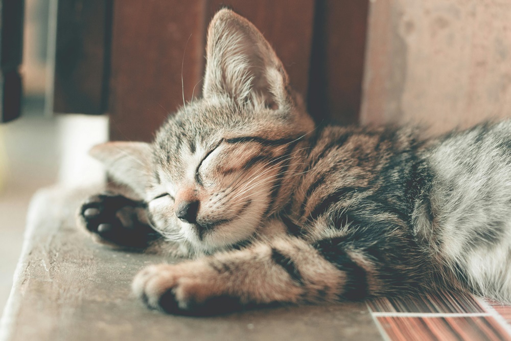 Ev Kedisi mi, Dışarı Çıkan Kedi mi?