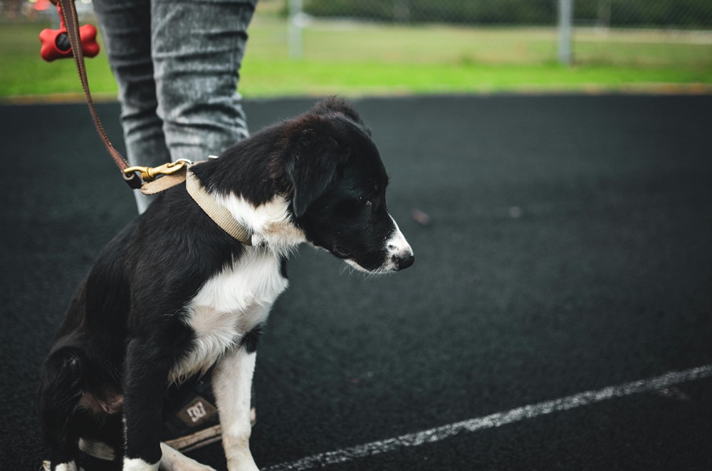 Köpek Eğitiminde Pozitif Pekiştirme