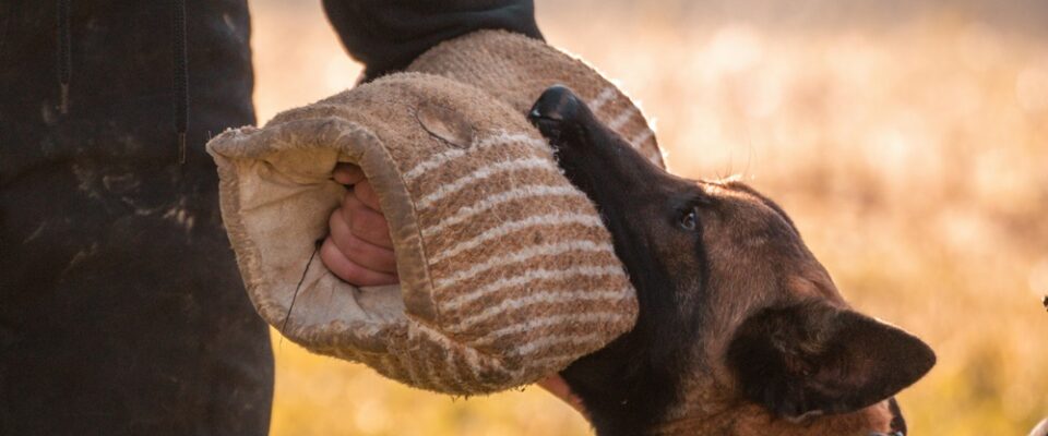 Köpek Eğitiminin Temelleri: Bir Köpek Nasıl Eğitilir?