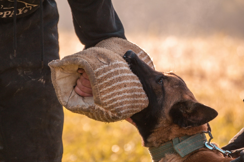Köpek Eğitiminin Temelleri