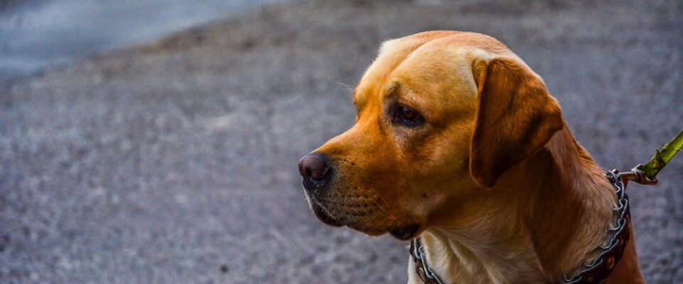 Köpekler İçin Doğru Mama Seçimi: Irk, Yaş ve Aktiviteye Göre Beslenme