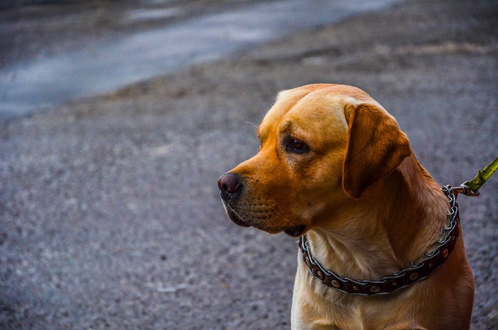 Köpekler İçin Doğru Mama Seçimi