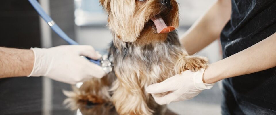 Köpeklerde Sağlık ve Bakım: Uzun ve Mutlu Bir Yaşam İçin İpuçları