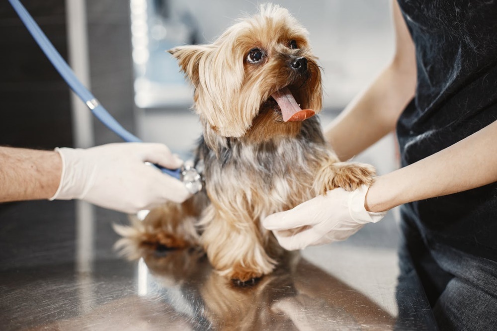 Köpeklerde Sağlık ve Bakım