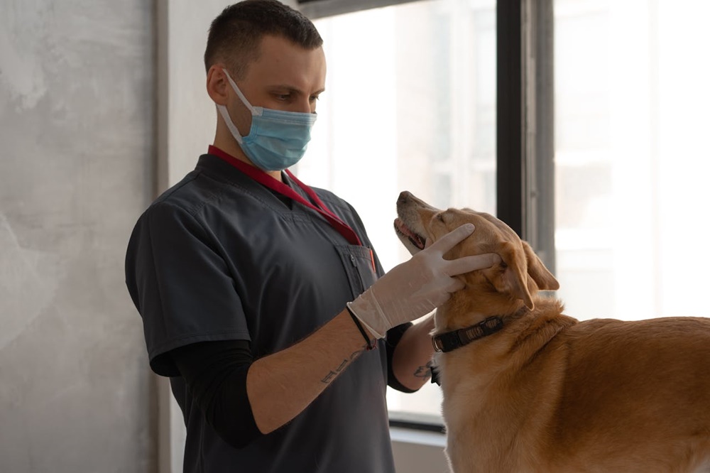 Köpeklerde Sağlık Bakımları