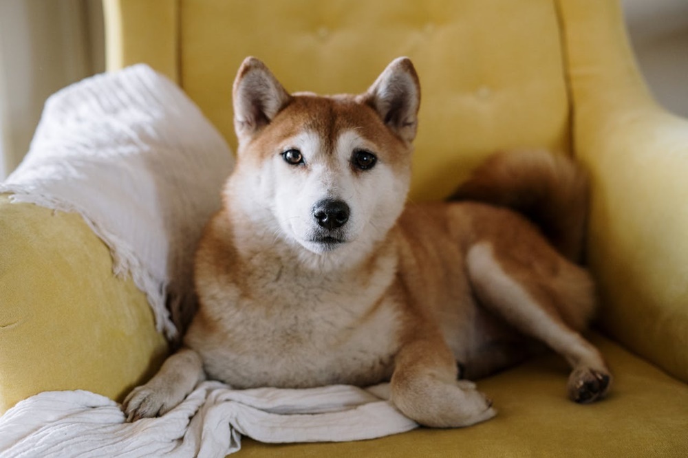 Köpeklerin Misafir ve Çocuklarla Uyumu