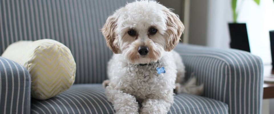 Köpeklerle Yaşam: Ev, Seyahat ve Sosyal Hayata Uyum Rehberi