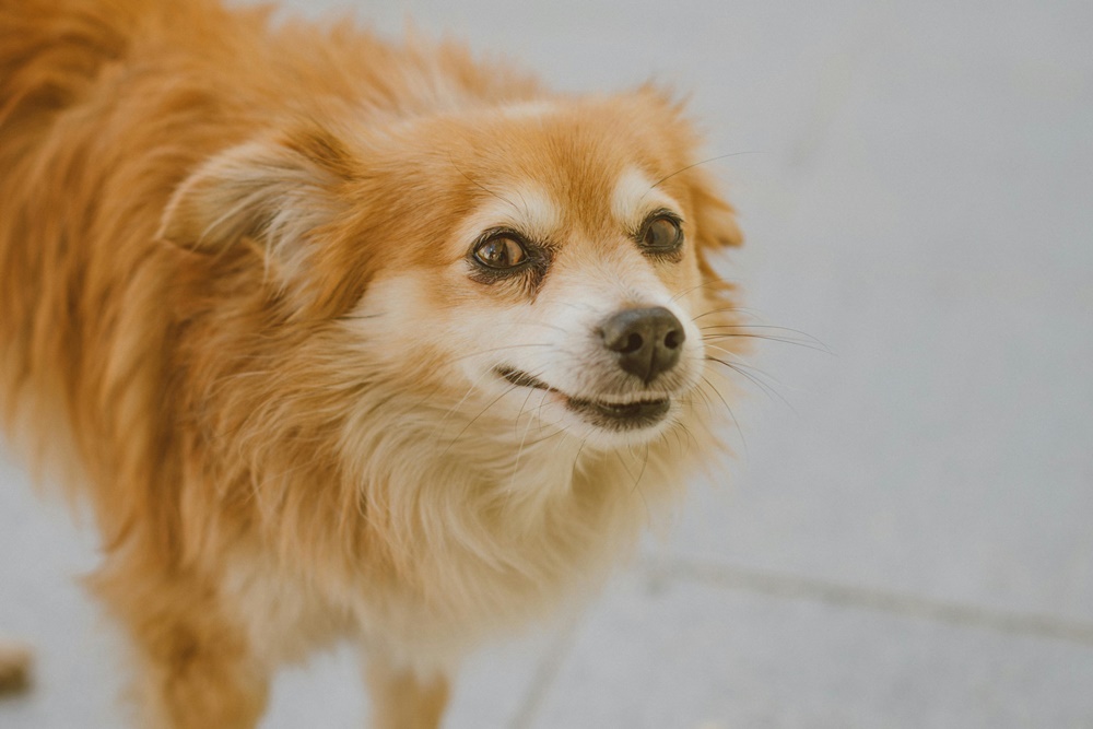 Küçük Köpek Irklarında Beslenme