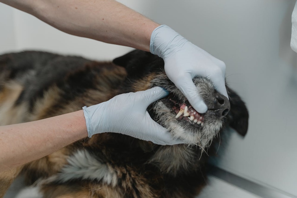 Yaşlı Köpeklerde Sağlık Bakımları